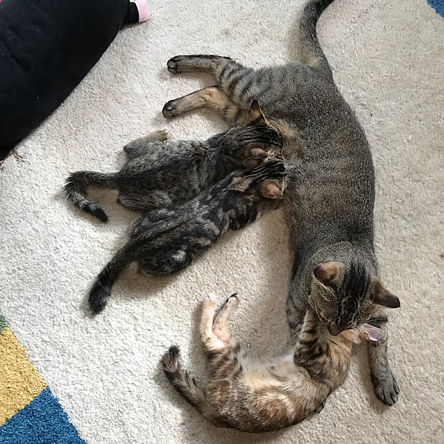 pepeさんの実例写真