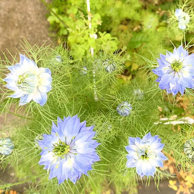 eshinobumさんの部屋