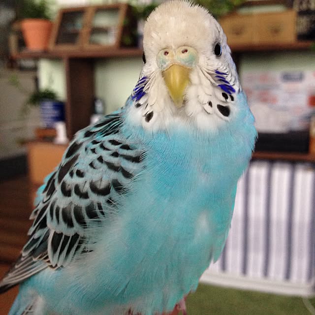 Rikoさんの実例写真