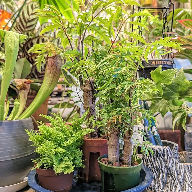 GINさんの部屋