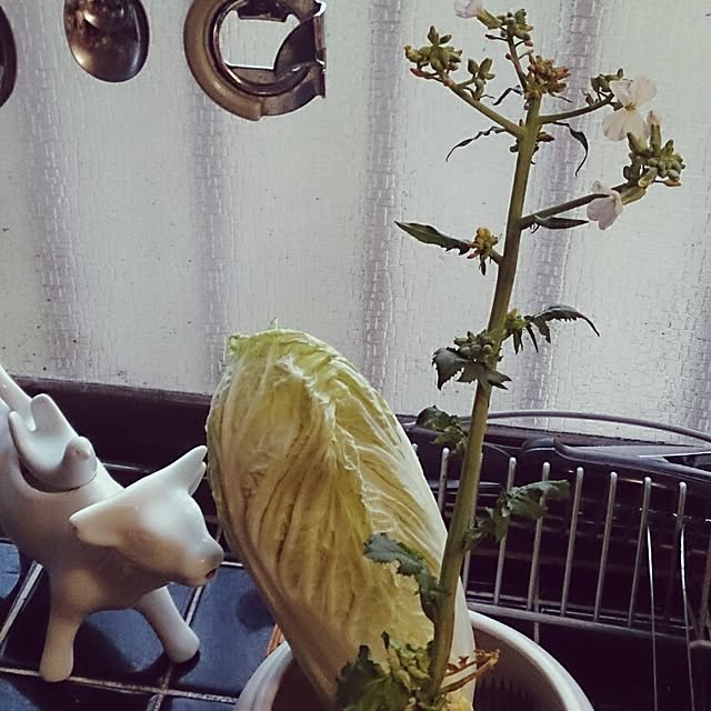 kikuさんの実例写真