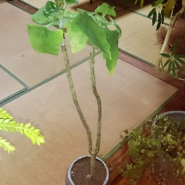 takenさんの実例写真