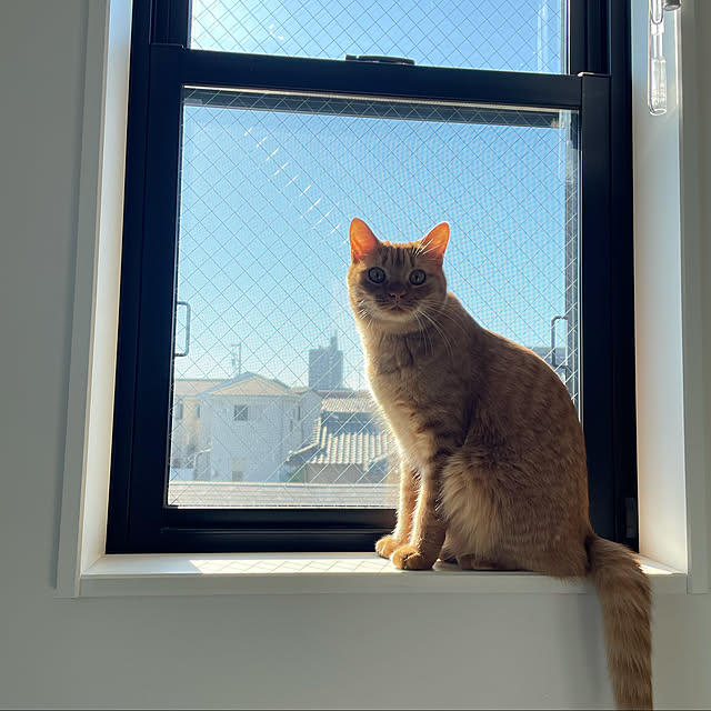 sherryさんの実例写真