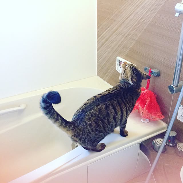 バス/トイレのインテリア実例 - 2017-02-09 16:51:36