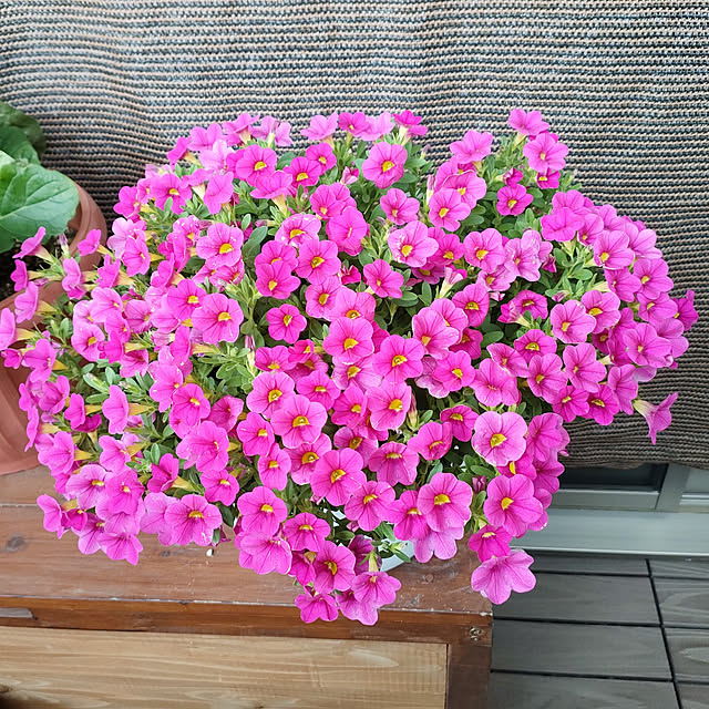 VERANDARJUNさんの実例写真