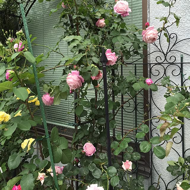 greenroseさんの実例写真