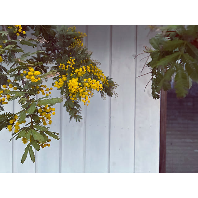 marucoさんの実例写真