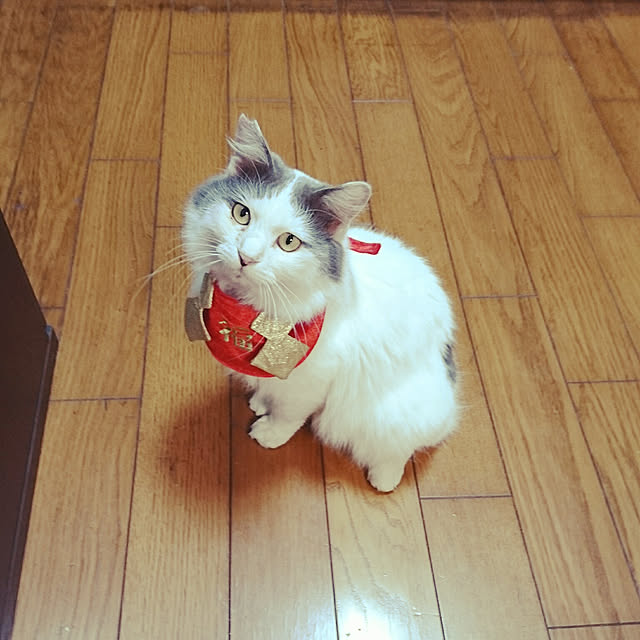 uchizukonyanさんの実例写真