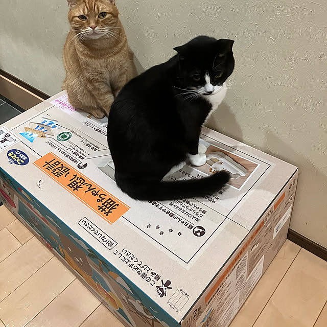 nekoさんの実例写真