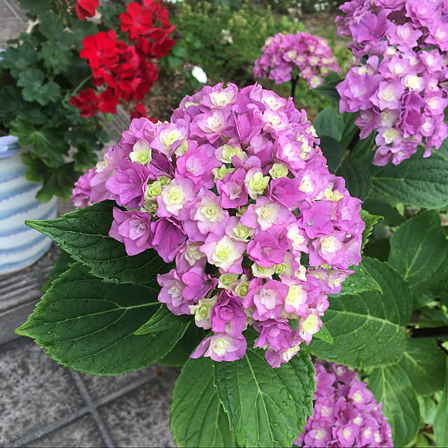arareさんの実例写真