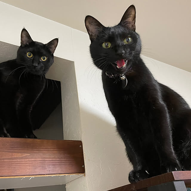 coolcats0528さんの実例写真
