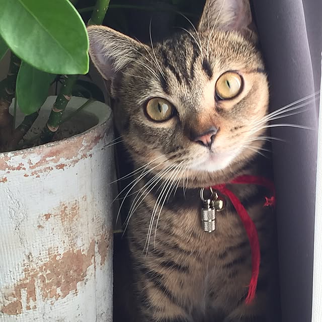 catwomanさんの実例写真