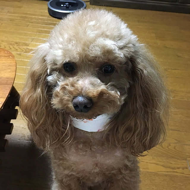 YUMIwancafe84さんの実例写真