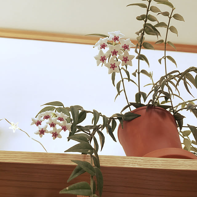 リビング/観葉植物/サクラランのインテリア実例 - 2018-03-23 09:49:37