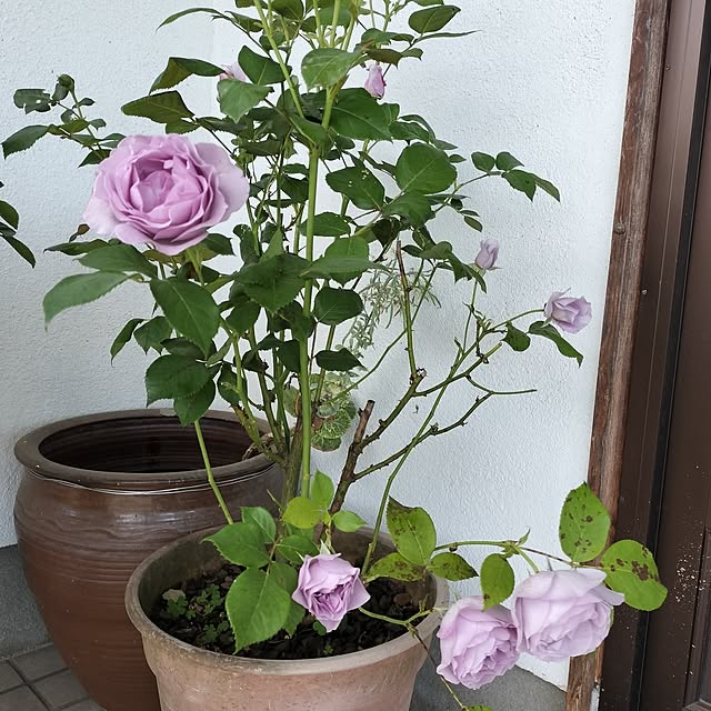 sumimarumiさんの実例写真