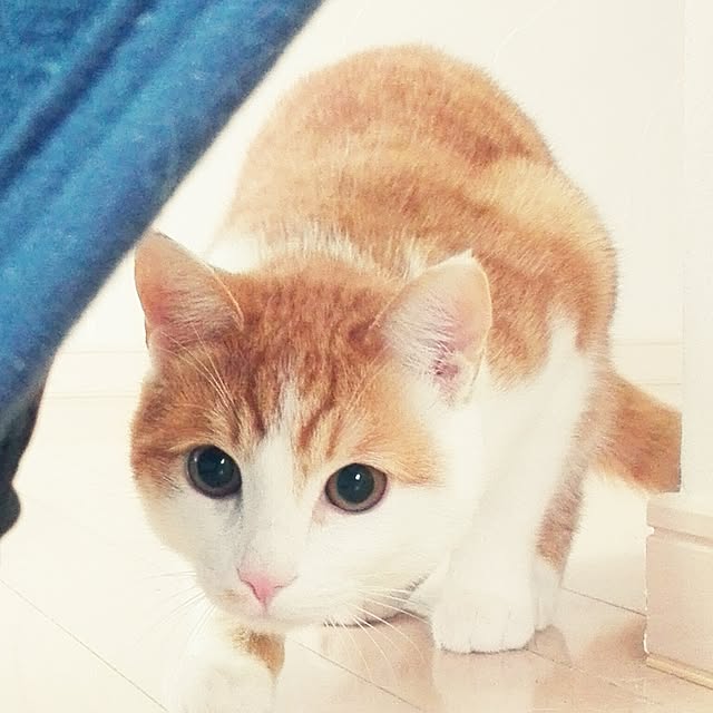 Toyomiさんの実例写真