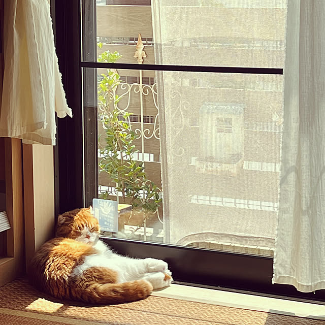 tomatoさんの部屋