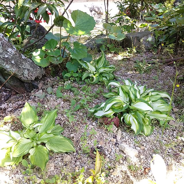 kuririnmamaさんの部屋
