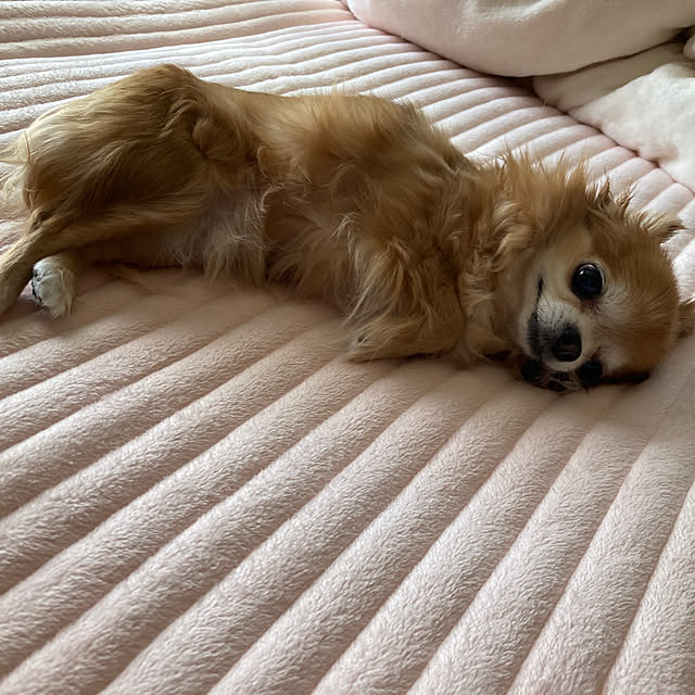 koroさんの部屋