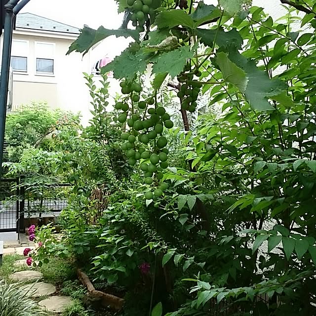 inoさんの実例写真