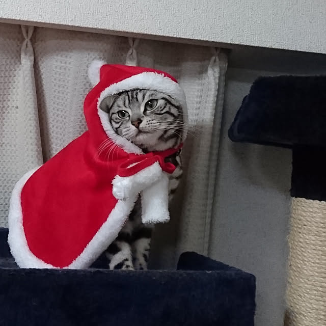 CatClipさんの実例写真