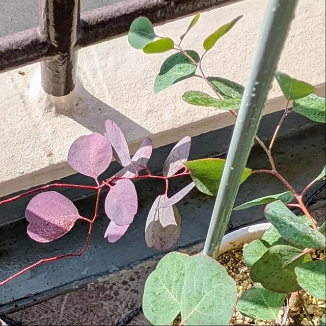 mi-saさんの部屋