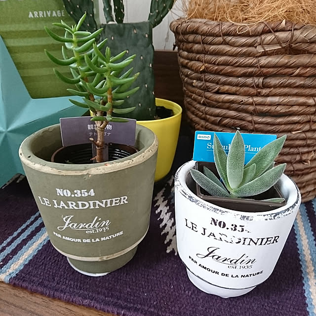 植物のある部屋/多肉植物/西海岸/観葉植物のある暮らし/観葉植物のある部屋...などのインテリア実例 - 2018-12-22 13:34:06