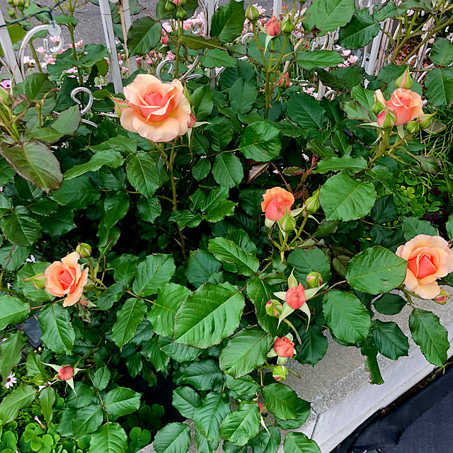 tomoさんの実例写真