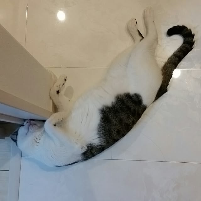 runayucoさんの実例写真