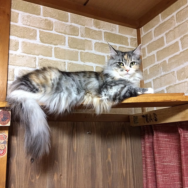 bebi.kさんの実例写真