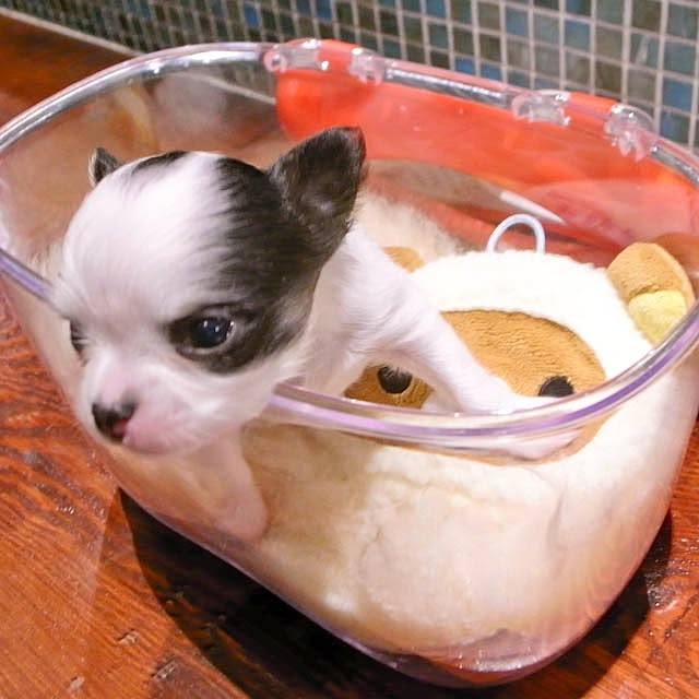 Shunsukeさんの実例写真