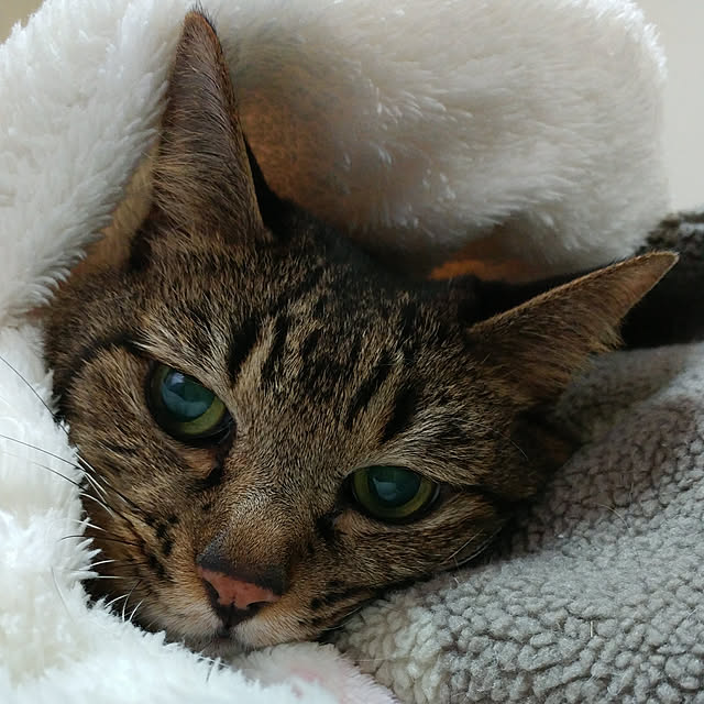 kittenblueさんの実例写真