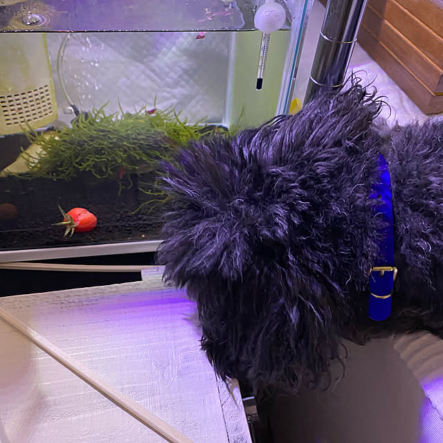 Reiさんの実例写真