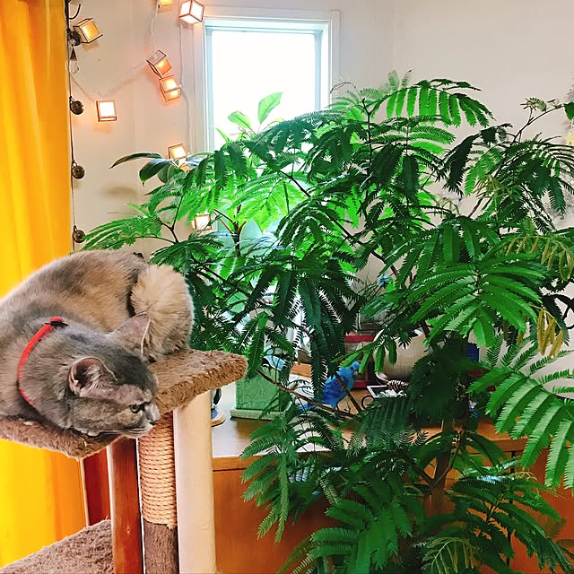 nyanko-beamさんの実例写真