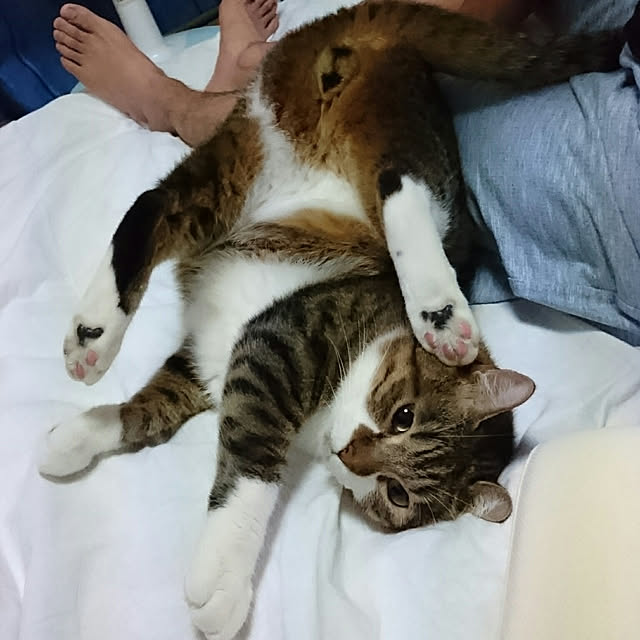 shiiiさんの実例写真