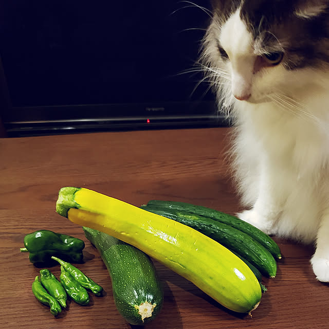 mofさんの実例写真