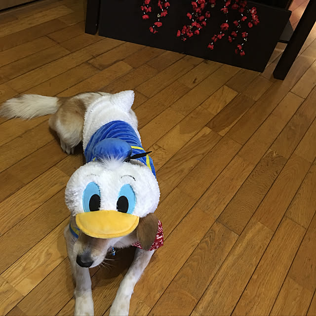 Milkyappleさんの実例写真