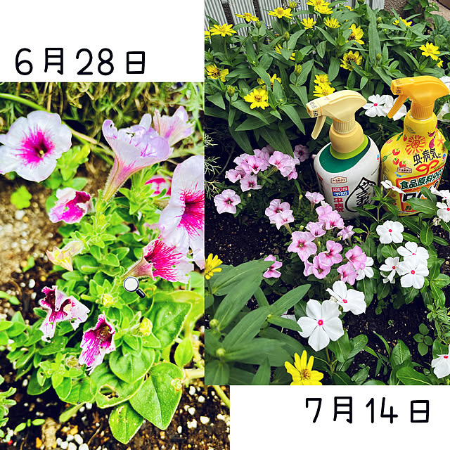 NAOさんの実例写真
