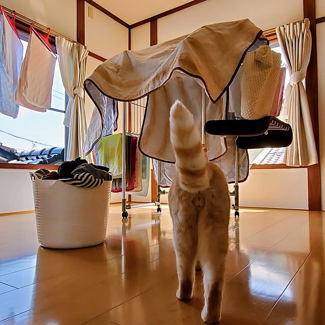 makoさんの実例写真
