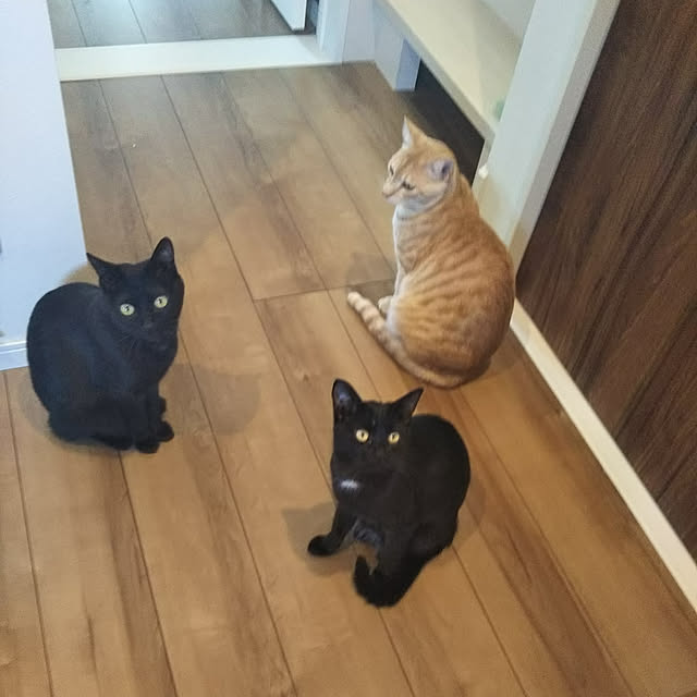 shiiiさんの実例写真
