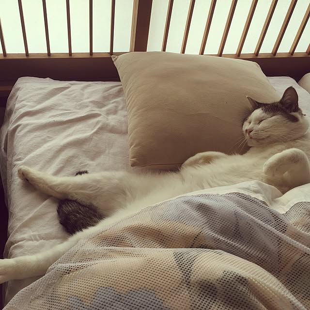 cantiamoさんの実例写真
