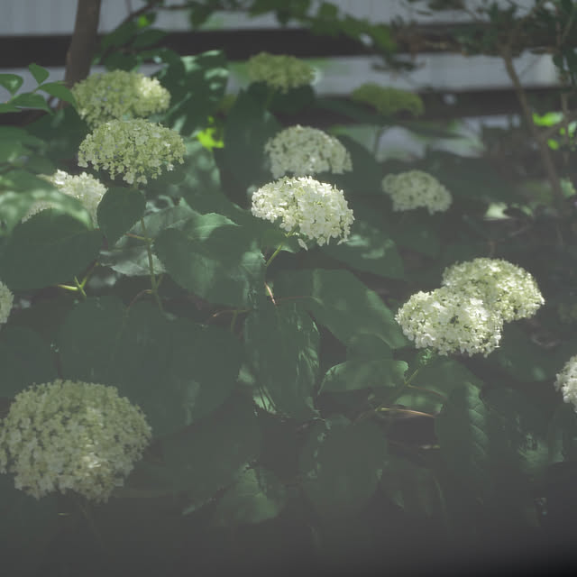 jijicoさんの部屋