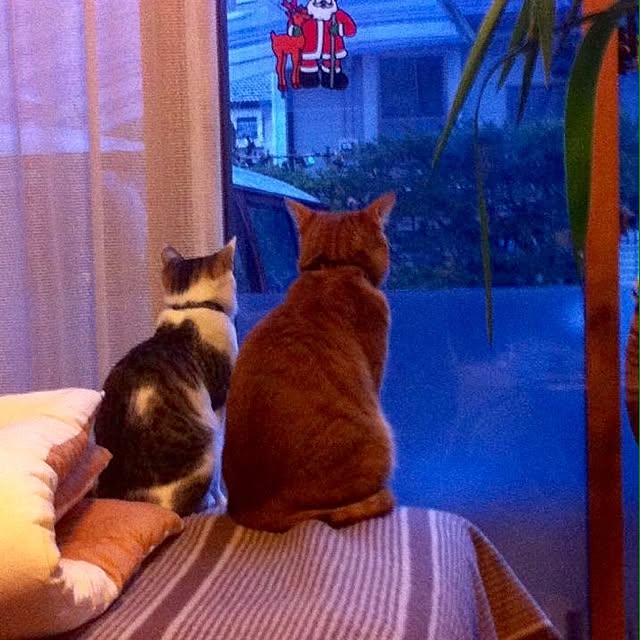 manukaさんの実例写真