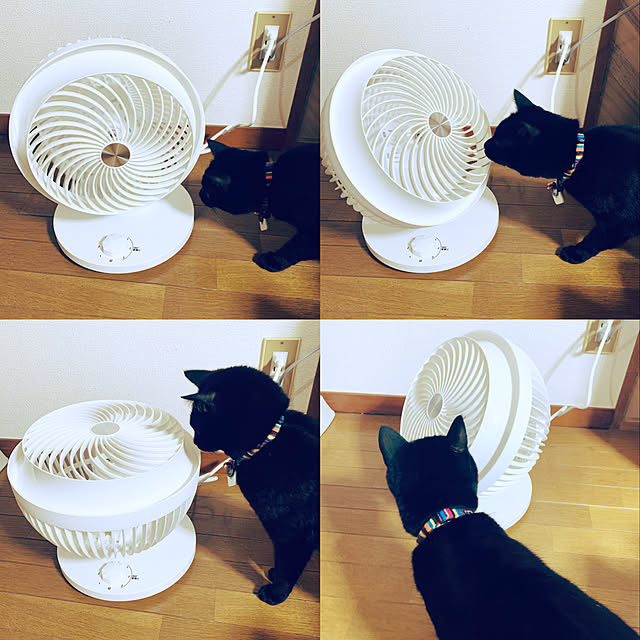 miao-kinさんの実例写真