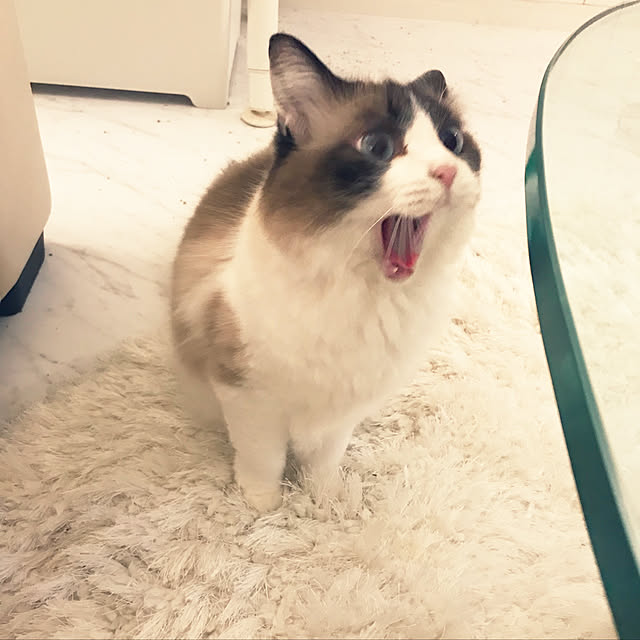 gingerwynksさんの実例写真