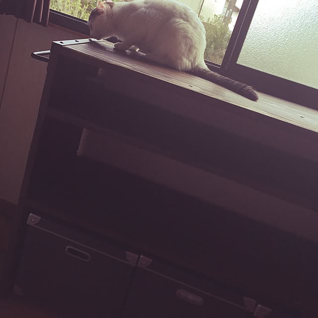 gadgetさんの実例写真
