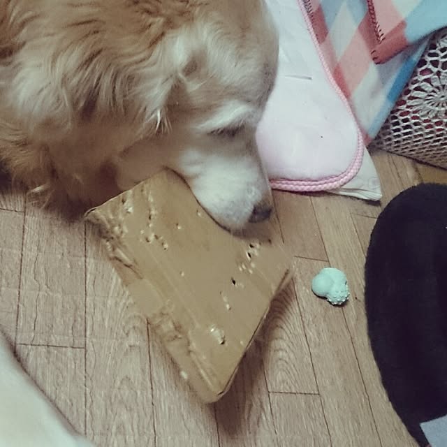 OBTERNIR88filerさんの実例写真