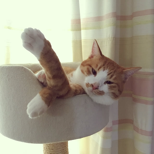 Petit-chateauさんの実例写真