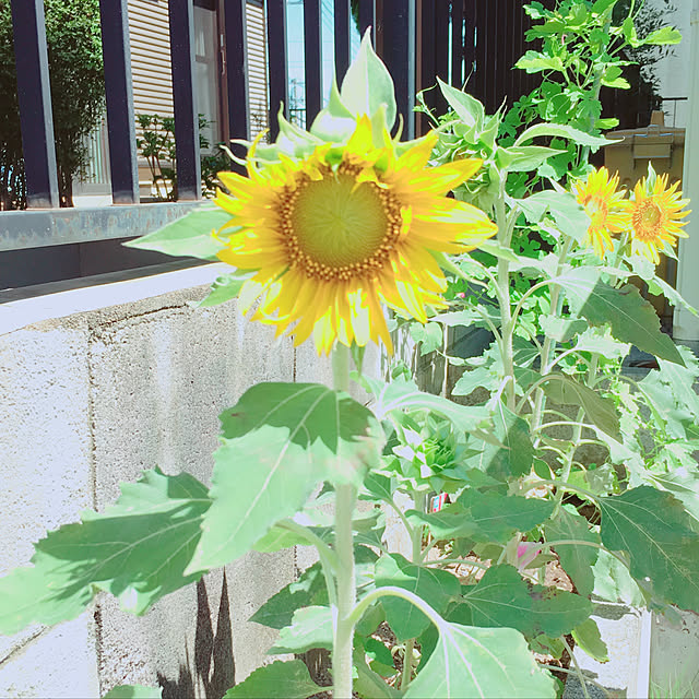 Hiromiさんの実例写真