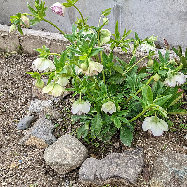tabasaさんの実例写真